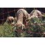 Filet mouton rouge hauteur 0,90 m 50m pour mouton Beaumont-152870_copy-00